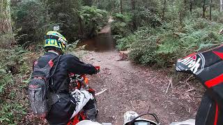 Trail bike riding Toolangi 11012020 [upl. by Amelina]