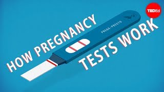 How do pregnancy tests work  Tien Nguyen [upl. by Akelahs]