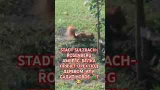 STADT SULZBACHROSENBERG Eichhörnchen БЕЛОЧКА ПРЯЧЕТ САДИТ ОРЕХ КАК БЕЛКА ЗАКАПЫВАЕТ ОРЕХ [upl. by Killion]