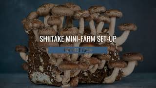 Shiitake Grow Kit Set Up  The Easy amp Fast Way To Your Own Mushroom Farm [upl. by Gloria]