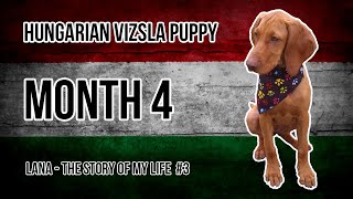 Hungarian Vizsla Puppy 3 Month 4 [upl. by Snave205]