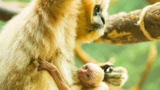 Lincoln Park Zoo welcomes whitecheeked gibbon baby [upl. by Bobine263]