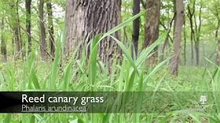 How to identify reed canary grass Phalaris arundinacea [upl. by Airottiv]