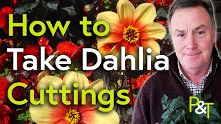 How to Take Dahlia Cuttings  Pots amp Trowels [upl. by Ettevey]