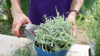 How to Prune Lavender Top Tips  Lavender World [upl. by Scevor]