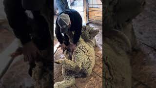 Shearing a Registered Rambouillet Ram 🐏 [upl. by Calvin]