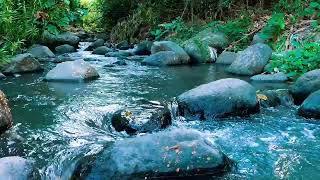 Relaxing birds amp water sounds nature river sounds for sleep meditation relaxation flowing water [upl. by Etnuaed]