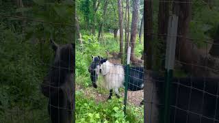 My New New Hampshire Life includes French Alpine Goats Also Beard Goals [upl. by Garnett]