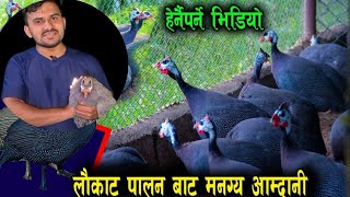 नेपालमा व्यावसायिक रुपमा लौकाट पालनlocal kukhura palan local challa giriraj challasantosh Adhi [upl. by Ettenajna]