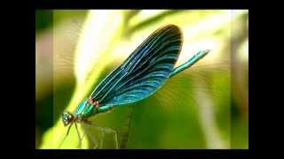 Eddi Reader  Dragonflies [upl. by Assele]