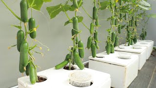 Unbelievably abundant fruit  New method to grow cucumbers at home [upl. by Surat]