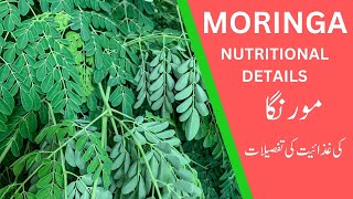 Moringa plant and its health benefits Ai info [upl. by Aeel658]