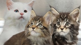 Adorable Maine Coon Kittens [upl. by Annawad357]