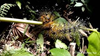 Spiny caterpillar of a Saturniid Moth Pseudautomeris sp from Ecuador [upl. by Winshell583]