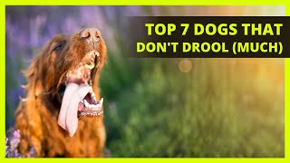 BEST LARGE DOGS THAT DONT DROOL MUCH  Top 7 large dog breeds that wont slobber everywhere [upl. by Itra772]