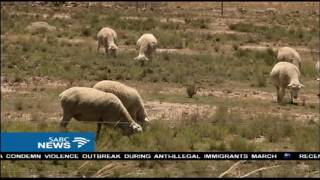 Rains bring relief to drought stricken areas in the Free State [upl. by Adlare]