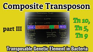 Composite Transposon Transposon in Bacteria  Transposons  Tn 10 Tn 5 Tn 9  AM Biologie Notes [upl. by Peskoff109]