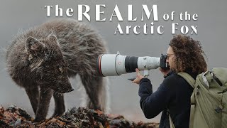 The REALM of the Arctic Fox  In the Field with Donal Boyd [upl. by Hernando353]