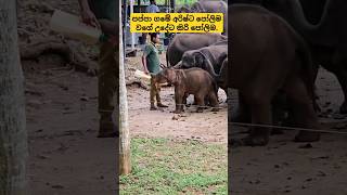 Queuing to drink milk  කිරි බොන්න පෝලිමේ trending shorts adventure travel baby elephant pets [upl. by Ydnih634]