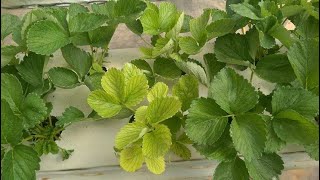 Reasons Your Plants are Turning Yellow  How to Fix It [upl. by Sinnel257]