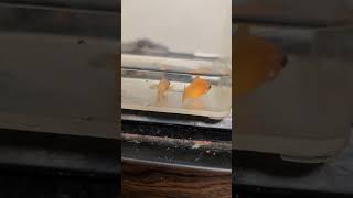 Bright orange fish Saffron Orange Sailfin Molly 2024 shorts drockingfish [upl. by Ritchie]