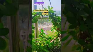 Jade Plant Propagation In Waterजेड प्लांट आसानी से लगाएं jadeplant propagation easyideas 🌿 [upl. by Eralcyram]