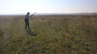 Wirehaired Vizslas partrdige hunting Zoldmali Extreme and Speedy [upl. by Anauqes867]