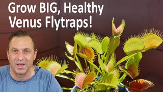 Venus Flytrap Care Tips For BIG Healthy Plants [upl. by Ayikaz]