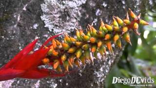 Aechmea nudicaulis Bromeliad  Bromélia Bromeliaceae [upl. by Eycal]