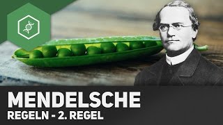 2 Mendelsche Regel  Spaltungsregel [upl. by Assertal]