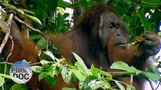 Orangután el hombre de la Selva  Naturaleza  Planet Doc [upl. by Ballman]