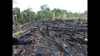 Deforestation Facts Causes amp Effects [upl. by Myrna]