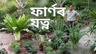 ফাৰ্ণৰ যত্ন কি দৰে লব  FERN Care and Maintenance Tips  Parijat Nursery Jorhat [upl. by Kowal781]