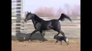 black Arabian stallion RB Cavalier part 1 [upl. by Latsyrd]