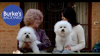 Bichon Frise Dog Road Test Burkes Backyard [upl. by Warila205]