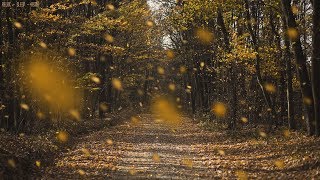 Detailed Sounds of Rustling Leaves Falling and Wind Blowing through the Forest Trees in Late Autumn [upl. by Eimaral351]