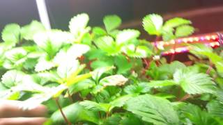 124 day aerogarden wild hydroponic strawberry update [upl. by Stegman954]