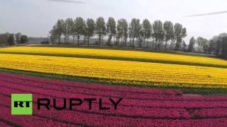 Campi di tulipani in Olanda visti con un drone [upl. by Aicyla]