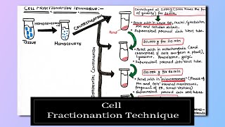 Cell Fractionation Technique  Cell Biology [upl. by Nylirahs]