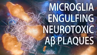 Microglial engulfment of Aβ plaques  Alzheimer’s disease  medical animation [upl. by Leduar]