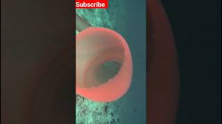 did you know about Pyrosoma atlanticum viral science facts shortvideo trending animals [upl. by Lelith]