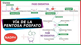 Vía de la pentosa fosfato  Bioquímica [upl. by Naesar]