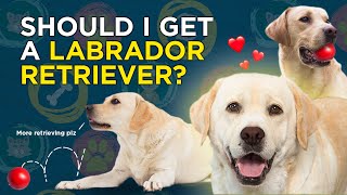 Should I get a Labrador Retriever VetVid Dog Breed Video [upl. by Nilac]