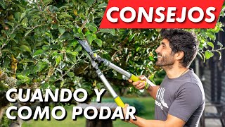 Como y cuando podar nuestros árboles plantas y arbustos ✂🌳 [upl. by Yelnek]