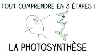 Comprendre la photosynthèse en 3 étapes  Mine et Encre [upl. by Aihsitan]