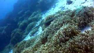 Diving East of Eden Similan Islands Thailand [upl. by Skelly]