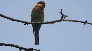 Chestnut headed bee eater [upl. by Marcella]