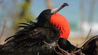 Voices Magnificent Frigatebird [upl. by Shuler316]