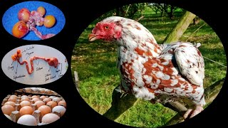 Why Chickens Stop Laying Eggs  Salpingitis  E coli Salmonella amp Mycoplasma  Dr ARSHAD [upl. by Dorie]