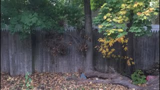 🛑 247 LIVE Nature Cam  Spot Squirrels Rabbits and Raccoons in my backyard [upl. by Gates]